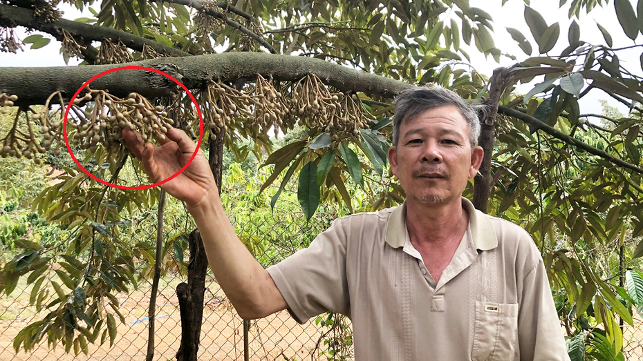 Anh nông dân kiếm 3,5 tỷ/năm nhờ trồng cây quen thuộc theo cách "lạ"