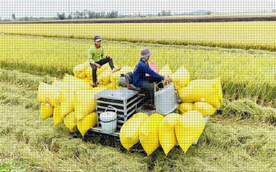 Giá gạo trong nước và xuất khẩu duy trì ổn định