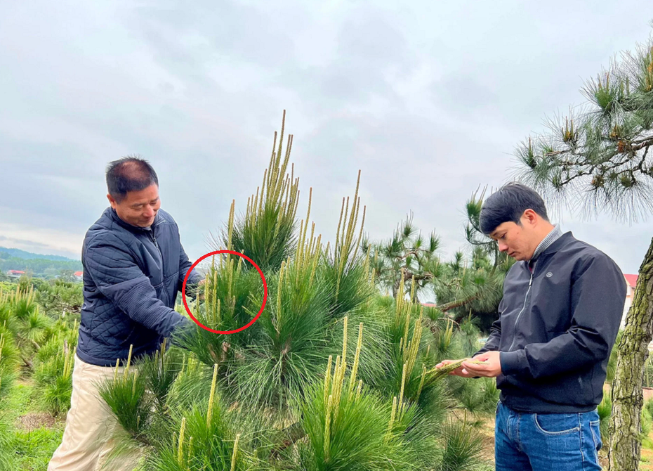 Anh nông dân đút túi 5 tỷ đồng mỗi năm nhờ trồng loại cây "siêu lá gai góc"