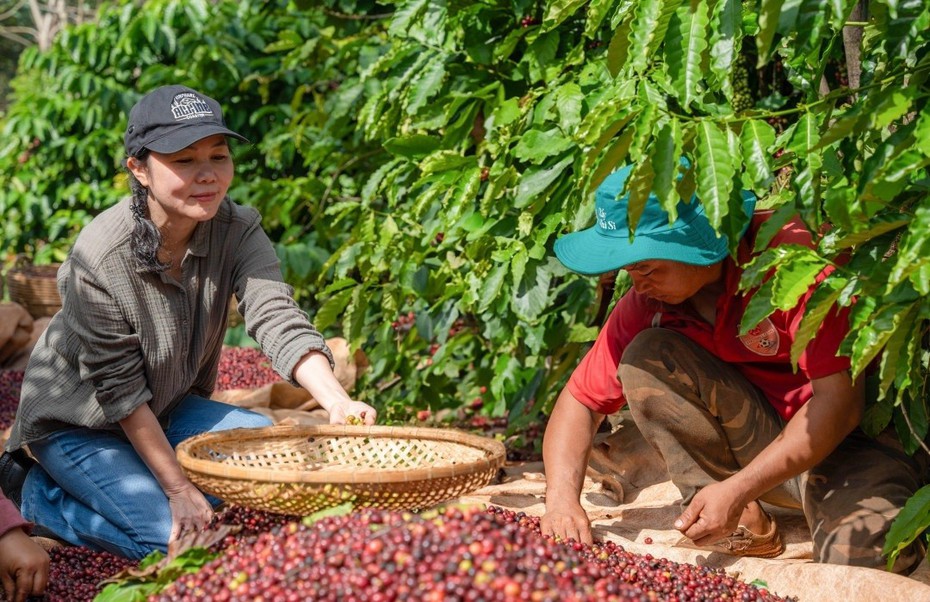 Giá cà phê giảm cực mạnh ở trạng thái "rơi tự do"