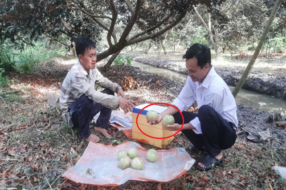 Anh nông dân đút túi 800 triệu đồng nhờ trồng cây “ngọt ngào như dòng sữa mẹ”