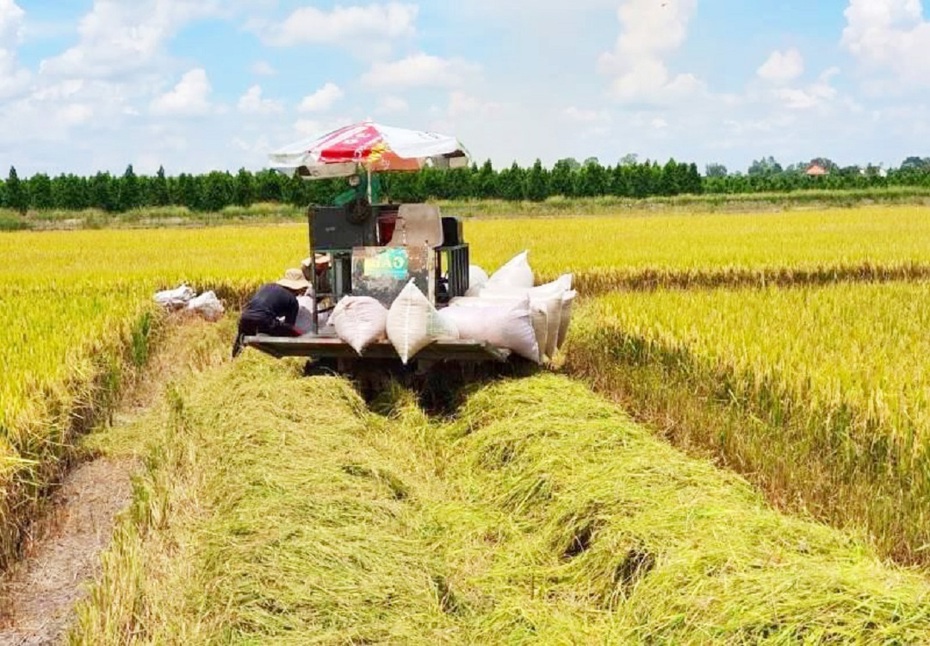 Cơ hội gia tăng giá trị hạt gạo Việt