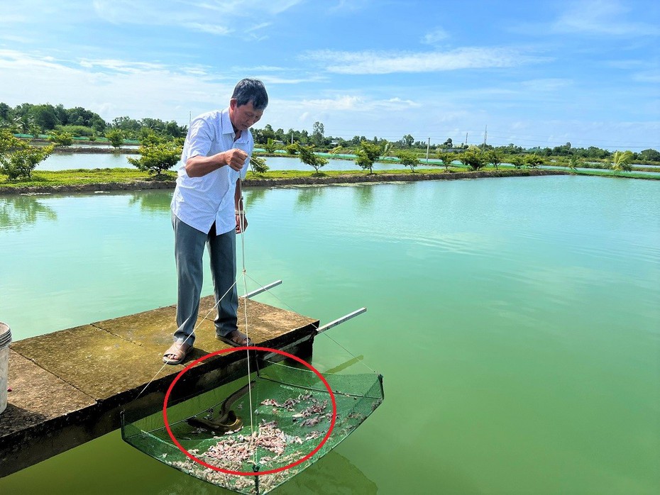 Anh nông dân nhẹ nhàng bỏ túi 1,5 tỷ đồng nhờ nuôi con trơn tuột "hiền khô như đất"