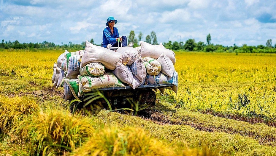 Giá gạo xuất khẩu tăng mạnh: Thêm cơ hội cho gạo Việt Nam