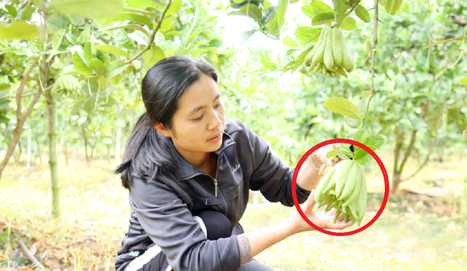 Chị nông dân bỏ túi 1 tỷ đồng/năm nhờ trồng cây "chiêu tài, hút lộc"