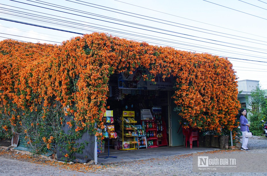 Ấn tượng cửa hàng tạp hoá có giàn hoa phủ kín rực rỡ