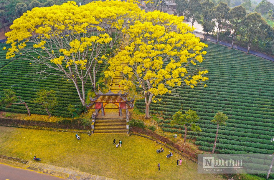 Hoa phượng vàng ở Lâm Đồng nở rộ ngày đầu xuân Nhâm Dần