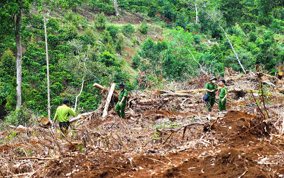 Lâm Đồng: Tạm đình chỉ công tác Chủ tịch UBND xã để 1,9ha rừng bị tàn phá