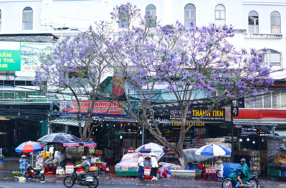 Ngắm hoa phượng tím khoe sắc trên cao nguyên