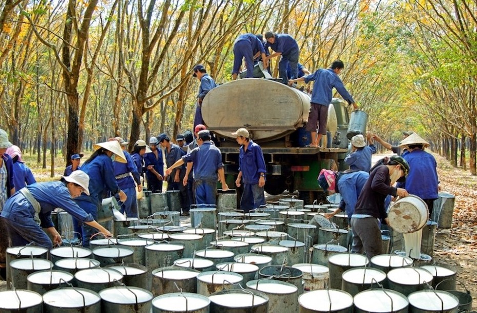 Cao Su Phước Hoà báo lãi tăng vọt nhờ khoản tiền đền bù