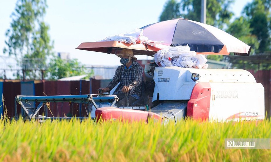 Điều kiện thời tiết thuận lợi, hơn 1,3 triệu ha lúa được thu hoạch sớm