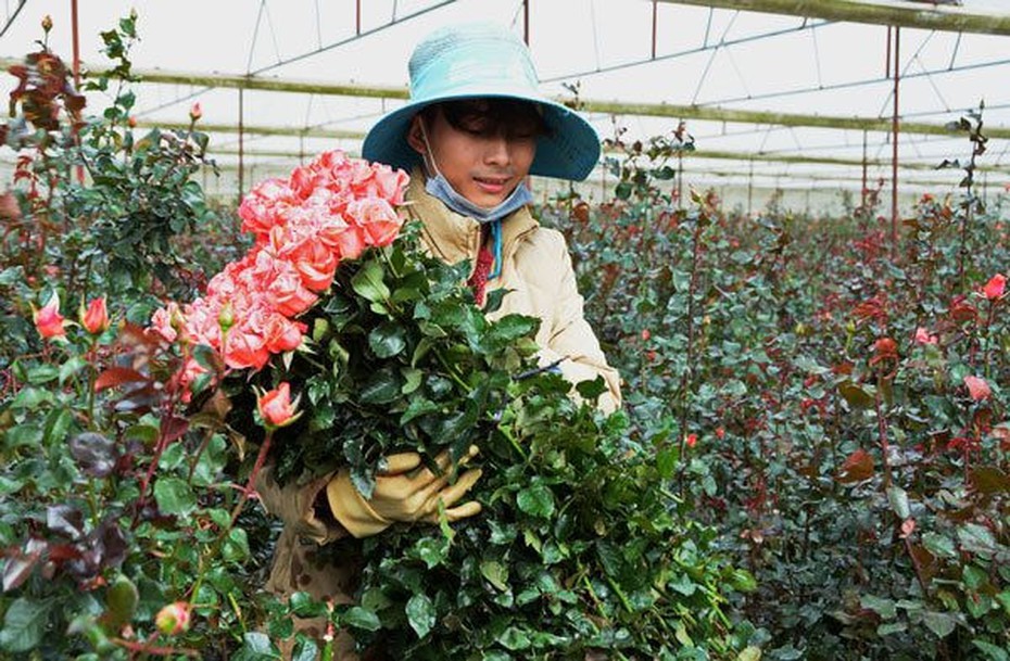 Vì sao giá hoa hồng Đà Lạt tăng đột biến trong dịp Valentine năm nay?