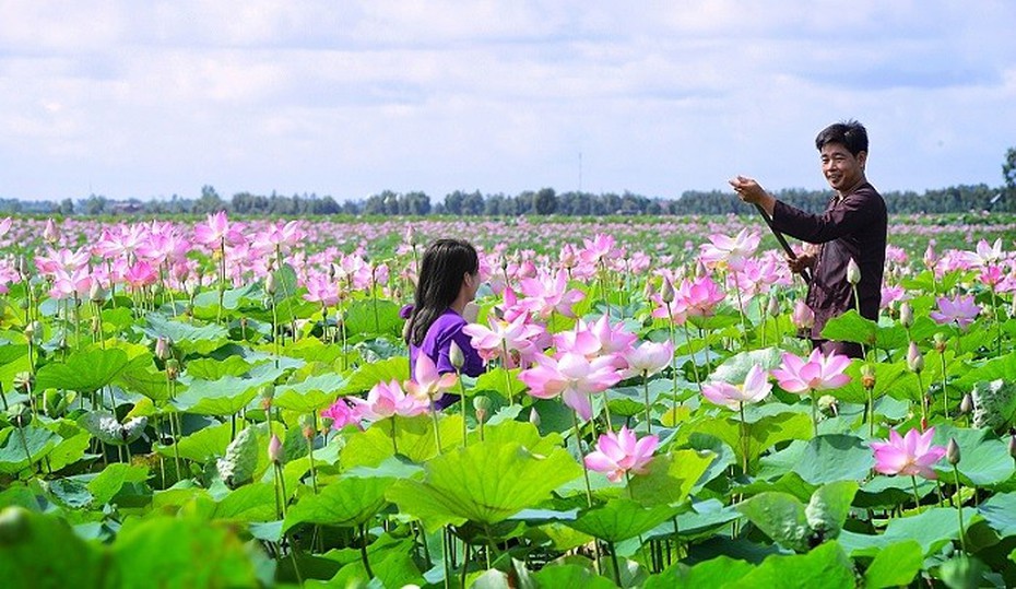 Phát triển sen Đồng Tháp: Không chỉ bán sản phẩm mà bán cả câu chuyện về sen