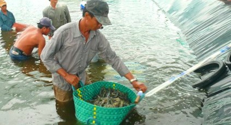 Cà Mau: Tăng thu nhập nhờ mô hình nuôi tôm siêu thâm canh