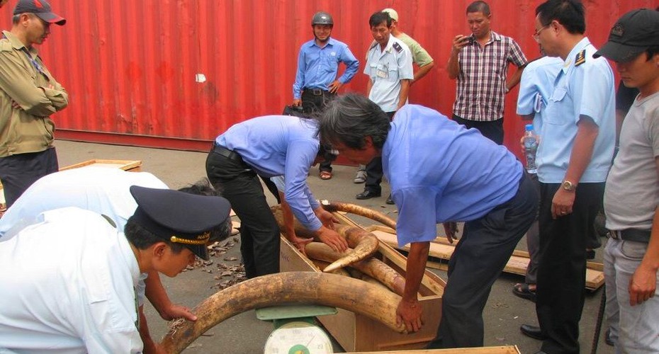 Tạm đình chỉ điều tra 4 vụ phát hiện buôn lậu ngà voi