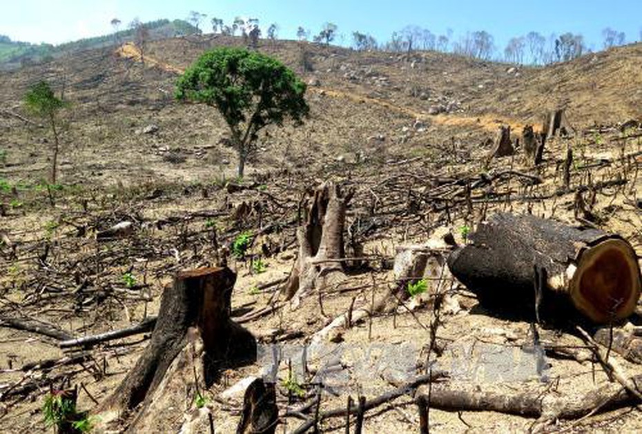 Bình Định: Phát hiện thêm khoảng 20 ha rừng bị tàn phá để trồng keo lai