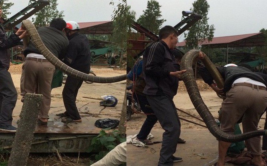 Bắt được rắn “khủng” nặng gần 20kg gần xưởng gỗ ở Vĩnh Phúc