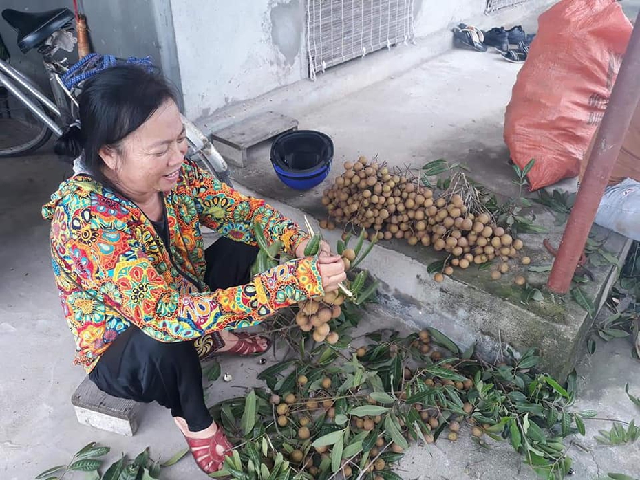 Chùm ảnh: "Đã mắt” khám phá thủ phủ nhãn lồng Hưng Yên