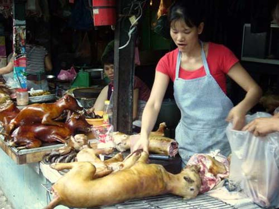 Bác sĩ thú y nói gì khi TP.HCM khuyến cáo không ăn thịt chó