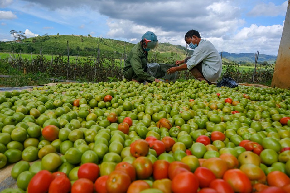 Lâm Đồng: Cà chua rớt giá cho heo ăn, hoa thua lỗ nặng phải nhổ bỏ