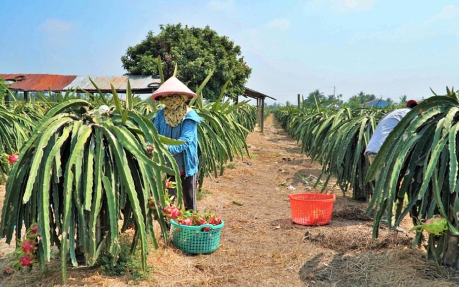 Tiền Giang, Long An: Tìm giải pháp khi nông dân phá bỏ cây thanh long