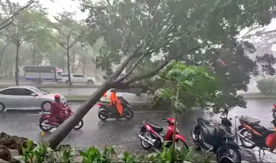 Tp.HCM: Mưa lớn cây xanh ngã đổ liên tục, Sở Xây dựng nêu giải pháp