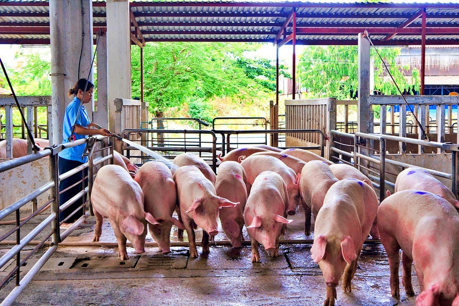 Giá heo hơi tăng mạnh, các doanh nghiệp chăn nuôi dần có lãi