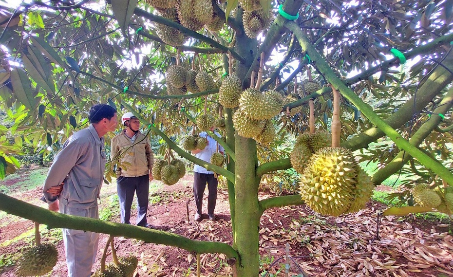 Sầu riêng được giá xuất khẩu, khuyến cáo kiểm soát chất lượng