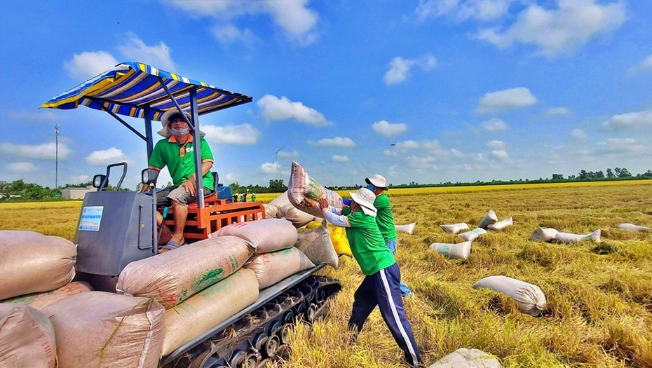 Ổn định giá lúa, tận dụng giá gạo xuất khẩu trước cung cầu thị trường