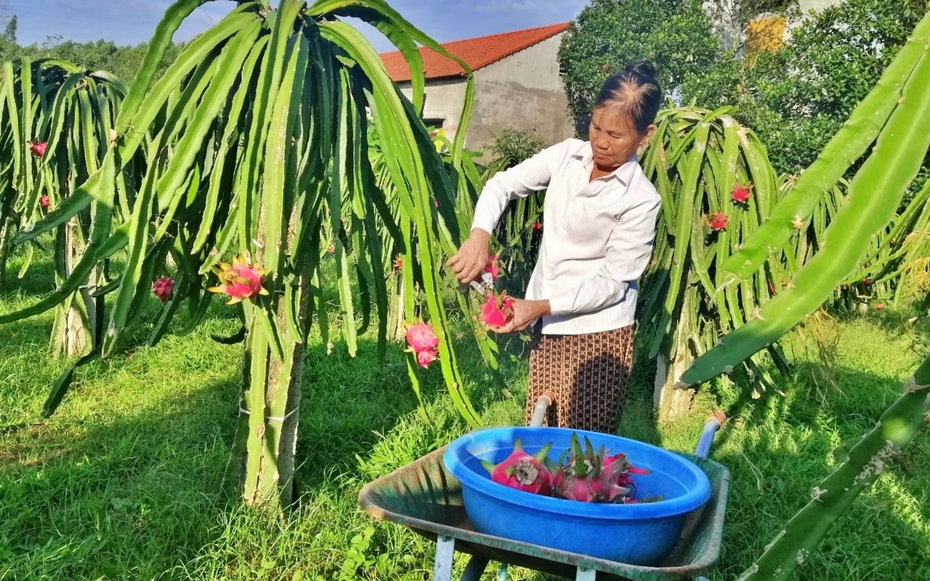Chuyển hướng thị trường, tăng sức cạnh tranh cho quả thanh long