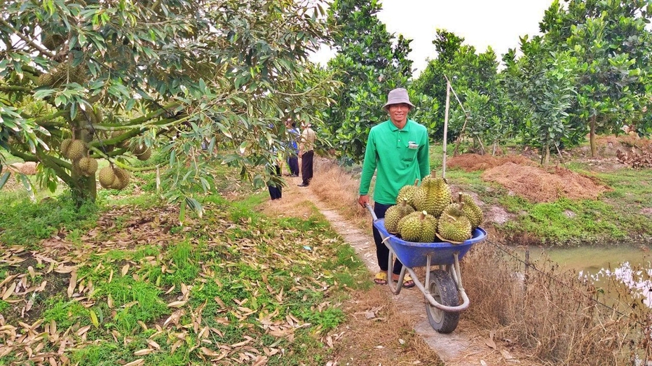 Khởi sắc xuất khẩu sầu riêng, cẩn trọng khi phát triển "nóng"