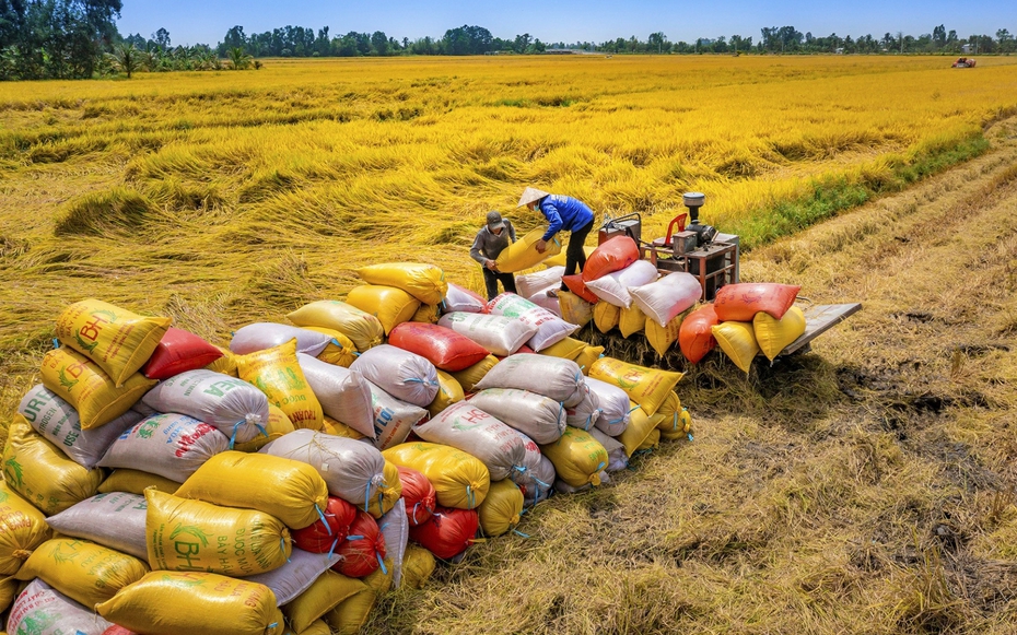 Giá gạo tăng từng ngày và bài toán cân đối nguồn hàng của doanh nghiệp ngành lúa gạo