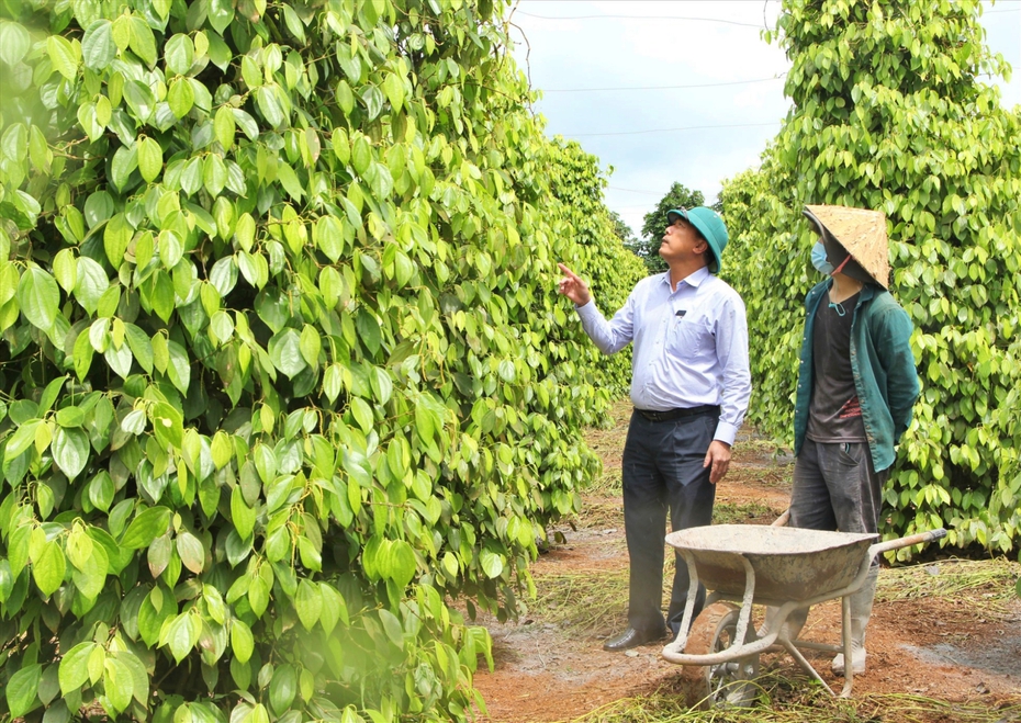 Giá hồ tiêu biến động và bài toán quy hoạch lại vùng trồng