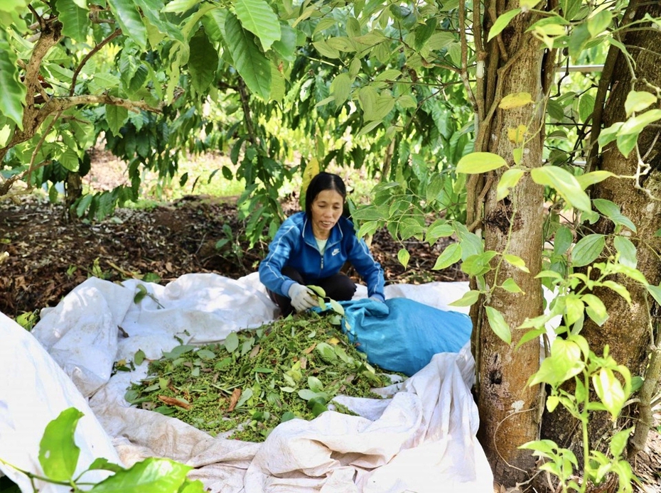 Giá hồ tiêu xu hướng tăng, thận trọng quy hoạch vùng trồng