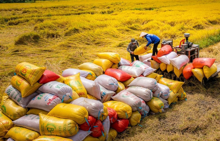 Giá lúa gạo xu hướng tăng: Liên kết chuỗi giá trị, kỳ vọng bứt phá