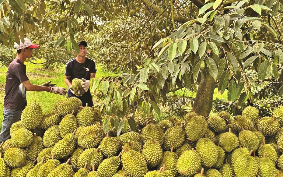 Sầu riêng xuất khẩu giá cao: Giải pháp để phát triển bền vững