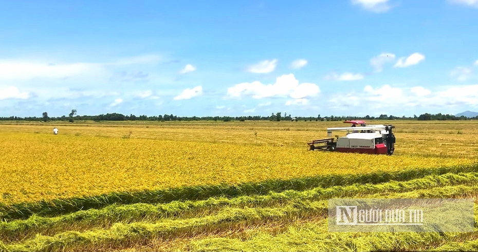 Kiên Giang: Tham gia thực hiện đề án 1 triệu ha lúa chất lượng cao