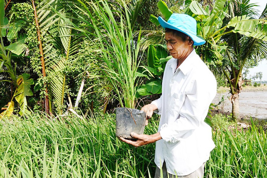 Lão nông miền Tây trồng 10.000 chậu lúa sẵn sàng trưng bày trong lễ hội lúa gạo