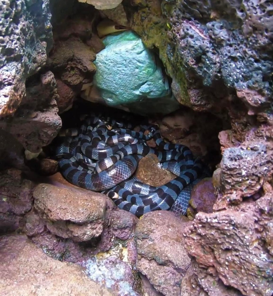 Sự thật về “ổ rắn độc nhất thế giới” xuất hiện ở đảo Phú Quý