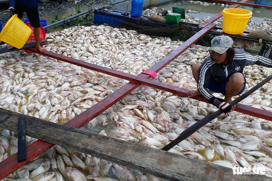 Thông tin mới nhất về nguyên nhân cá chết trắng sông La Ngà