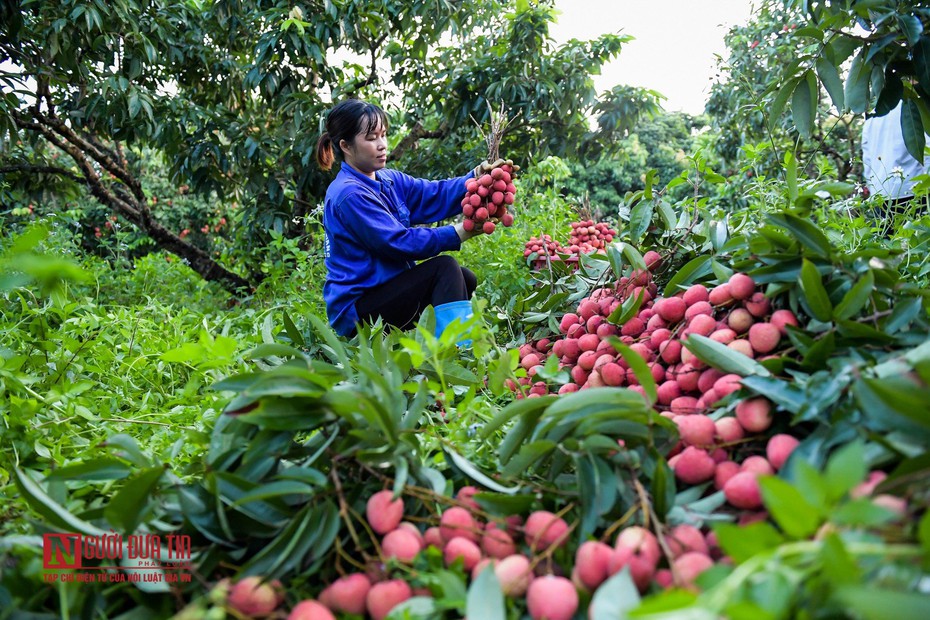 Không có chuyện vải thiều Lục Ngạn bị ép giá còn 2.000 đồng/kg