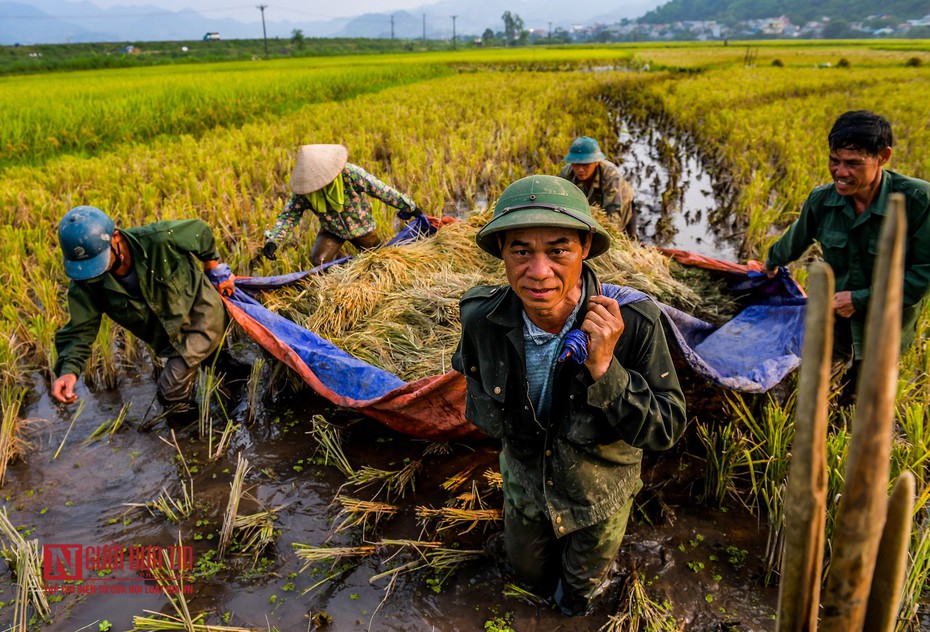 "Giữ ổn định 3,5 triệu ha đất để trồng lúa là quá lớn"