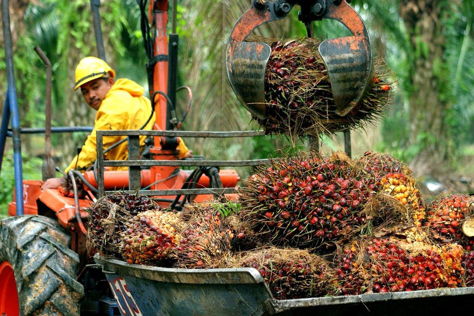 Indonesia cấm xuất khẩu dầu cọ và cách Malaysia tận dụng thời cơ