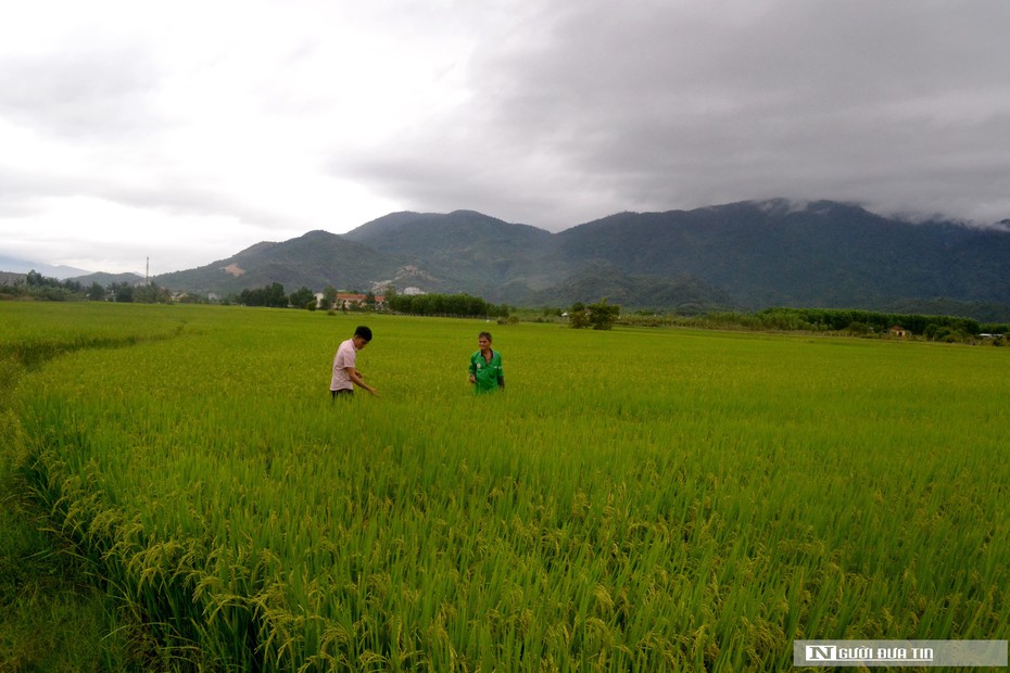 Khánh Hòa: Năm 2022, chuyển 352,5ha trồng lúa sang cây hàng năm khác