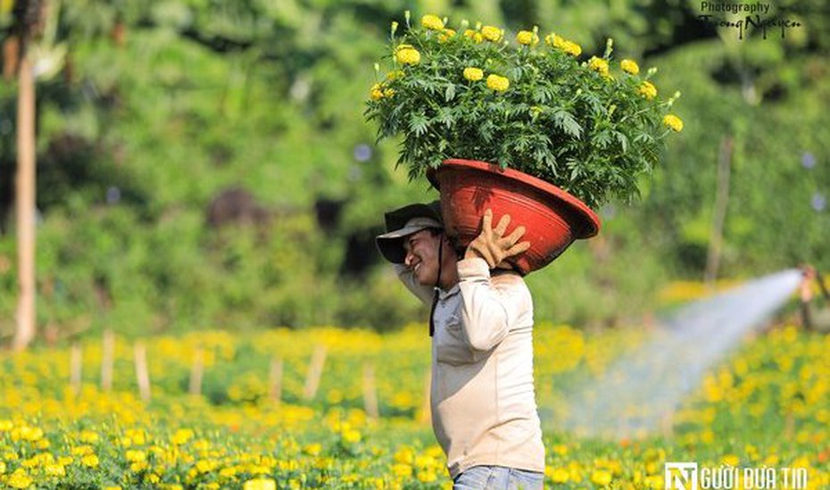 Sắc xuân vàng rực trên làng hoa Bốt Đỏ ở Đồng Nai