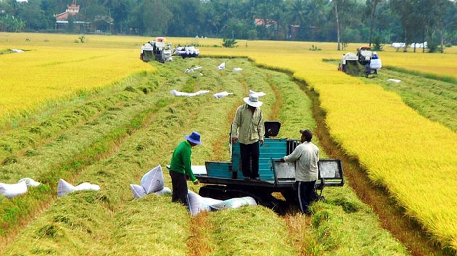 Đề nghị các ngân hàng hỗ trợ vốn giúp doanh nghiệp thu mua thóc gạo tại ĐBSCL