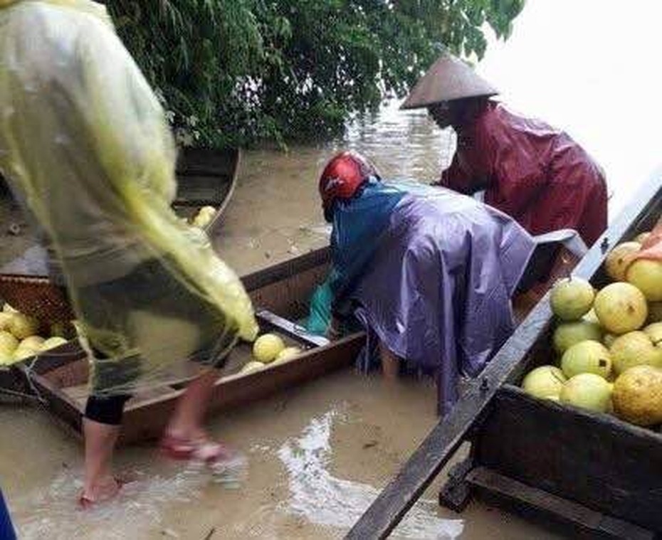 Hà Tĩnh: Tan hoang làng bưởi Phúc Trạch