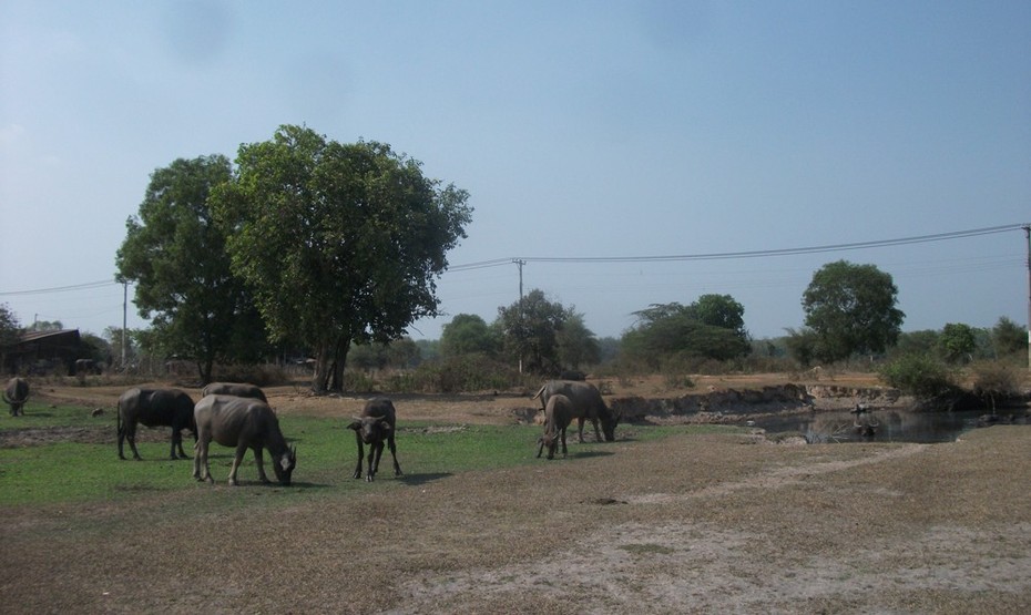 13 năm “chết lặng”, khi nào mới có Sài Gòn Safari?