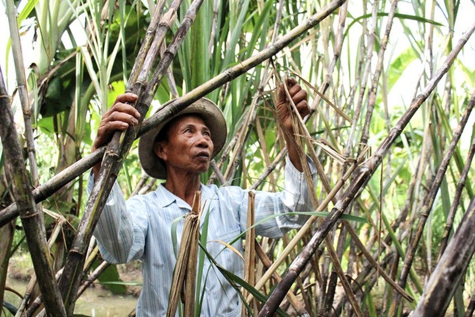 Nông dân trồng mía miền Tây “đỏ mắt” tìm nhân công và thương lái