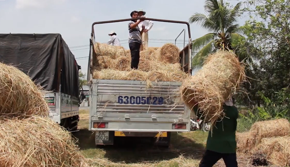 Nông dân thu tiền triệu nhờ thương lái đến tận ruộng mua rơm tươi